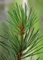 Pine needles